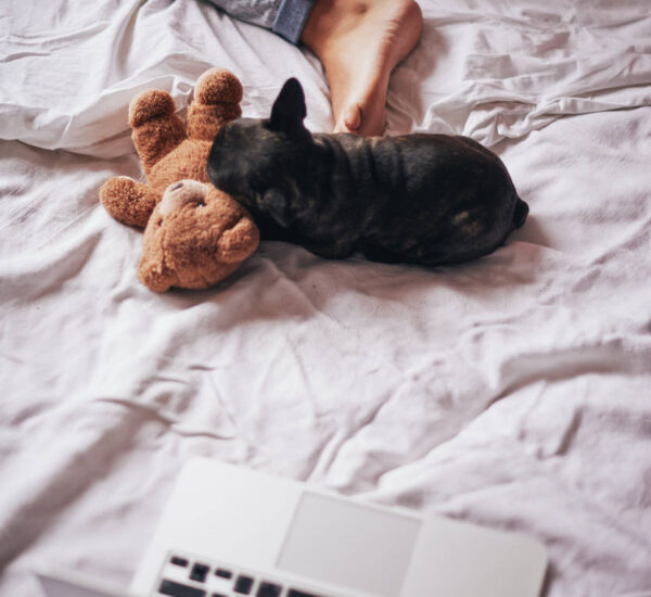From Above: Laptop, French Bulldog Puppy Biting A Teddy And Female Leg