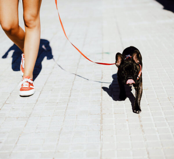 woman walking dog