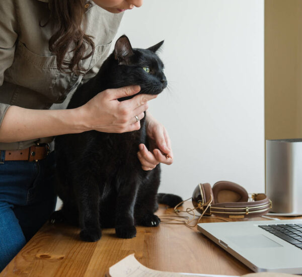 cat on a table